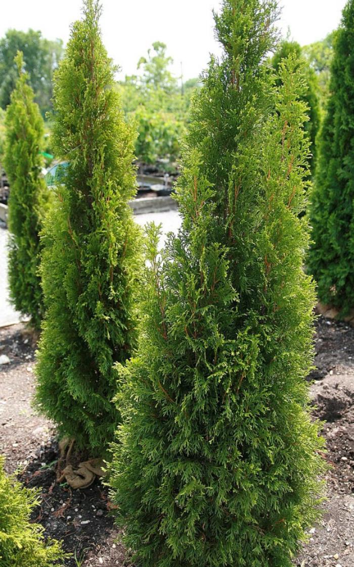 Green Pyramid Arborvitae