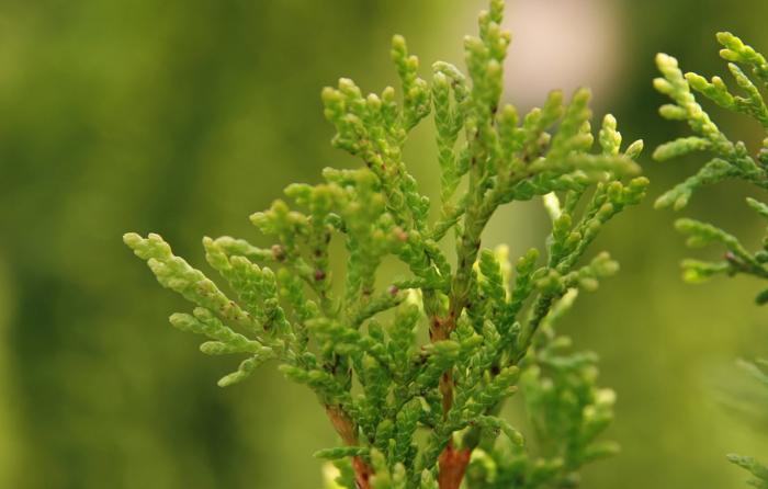 Plant photo of: Thuja occidentalis 'Emerald Green'