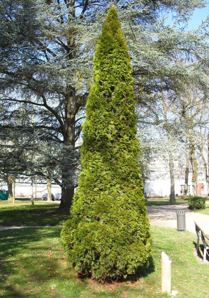 Plant photo of: Thuja occidentalis 'Emerald Green'