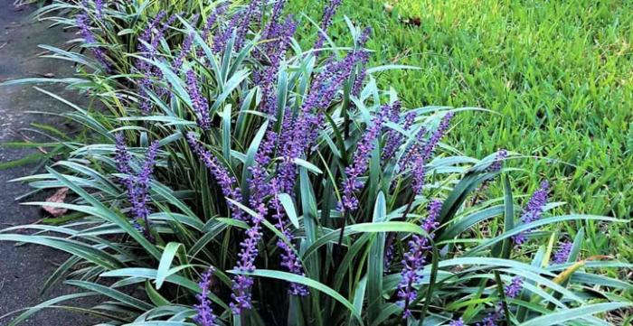 Plant photo of: Liriope muscari 'Big Blue'