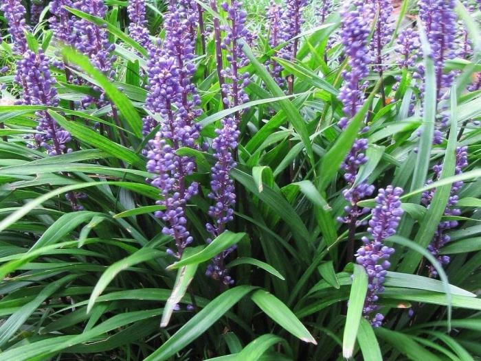 Plant photo of: Liriope muscari 'Big Blue'