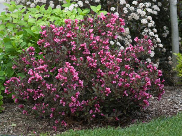 Wine & RosesÂ® Weigela