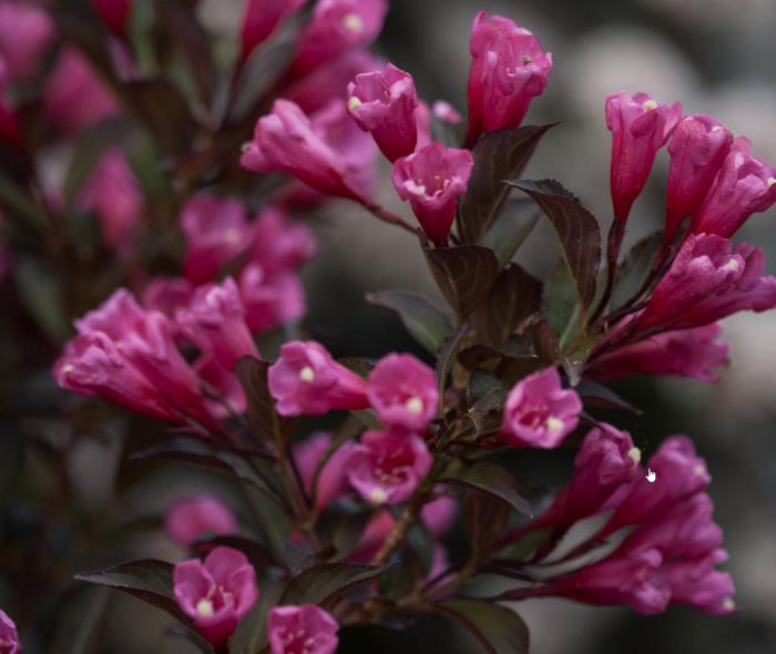 Plant photo of: Weigela florida 'Wine and Roses'