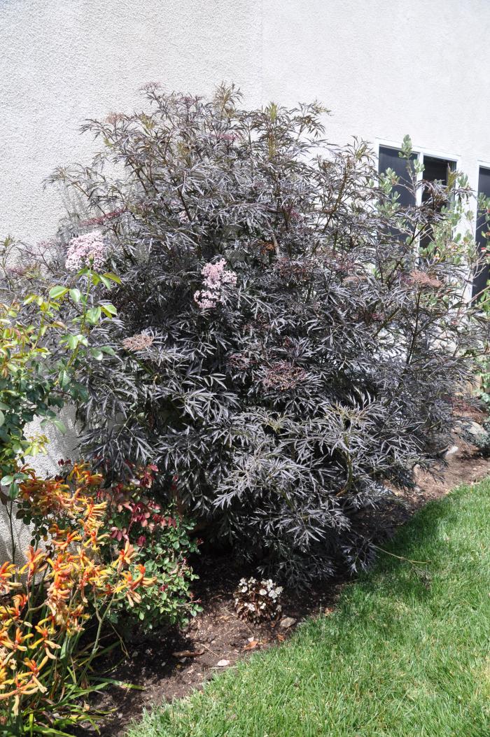 Plant photo of: Sambucus nigra 'Black Lace'
