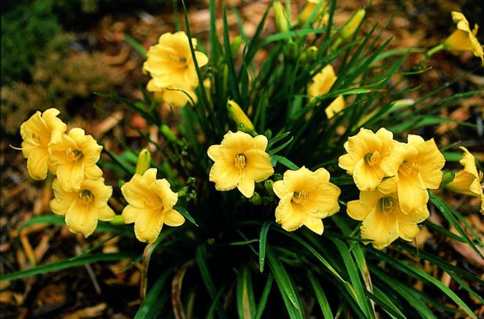 Plant photo of: Hemerocallis 'Stella de Oro'