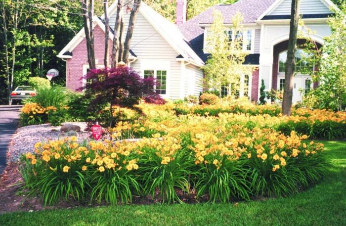 Plant photo of: Hemerocallis 'Stella de Oro'