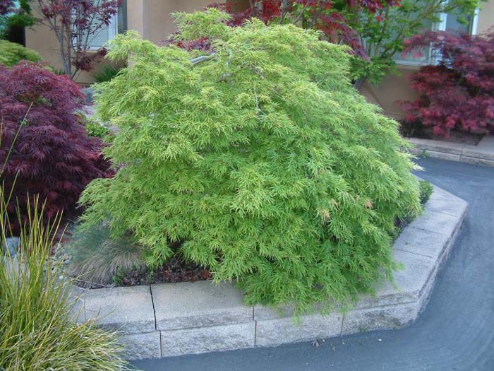 Plant photo of: Acer palmatum 'Dissectum Viridis'