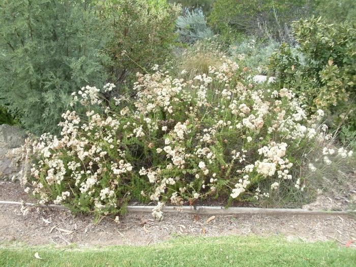 Eriogonum fasciculatum