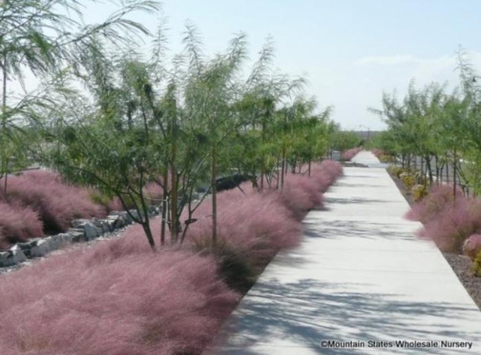 Plant photo of: Muhlenbergia capillaris Regal MistÂ®