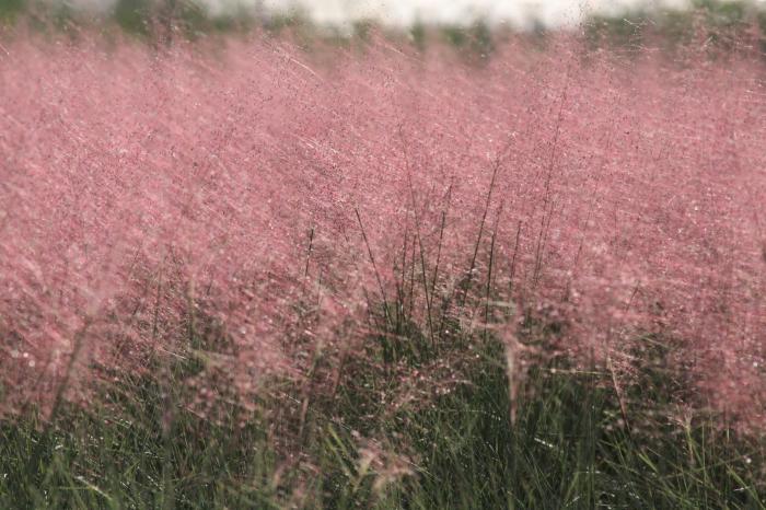 Plant photo of: Muhlenbergia capillaris Regal MistÂ®