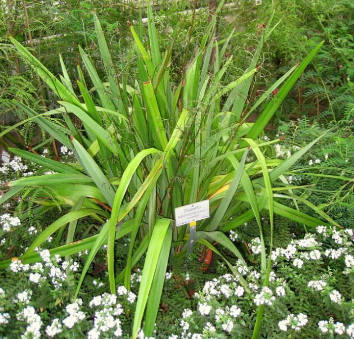 Dianella tasmanica