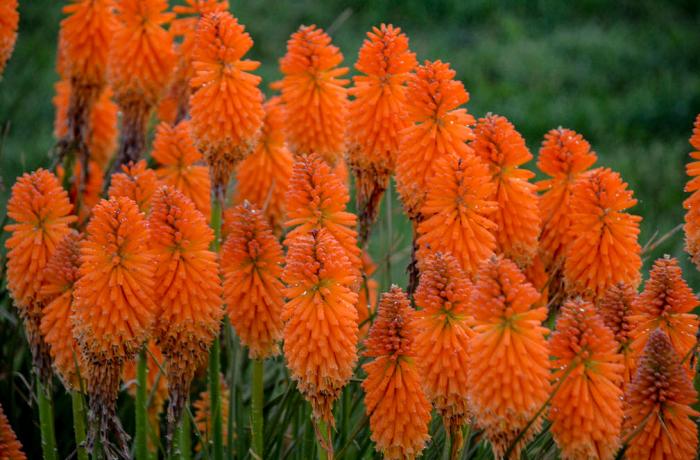 Kniphofia hybrid 'Orange Blaze'