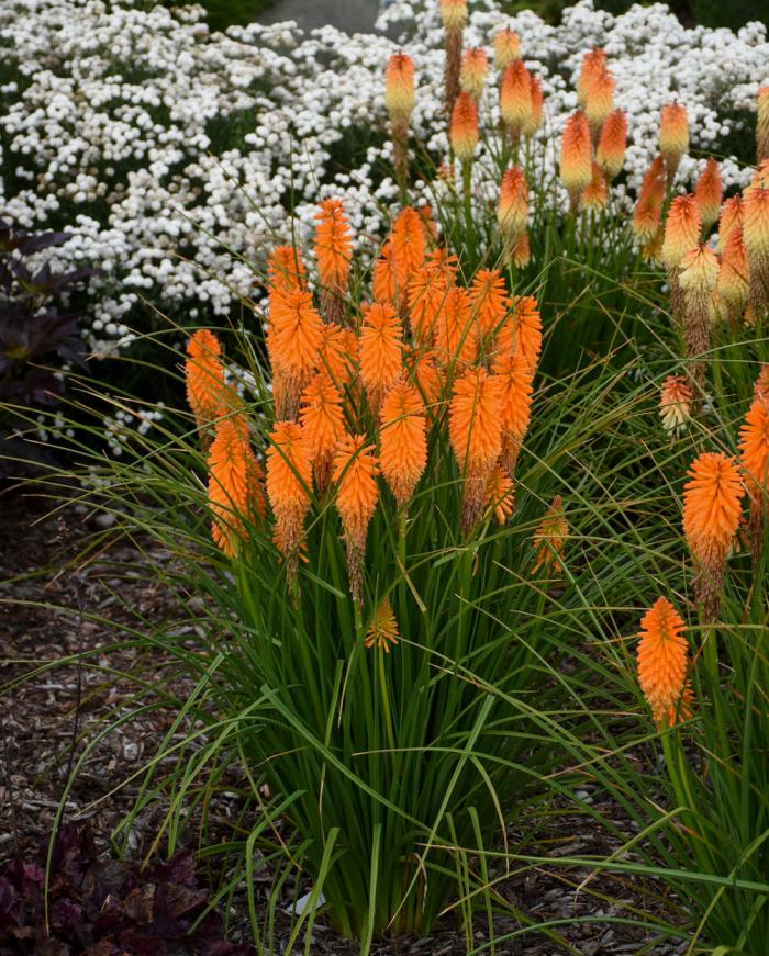 Plant photo of: Kniphofia hybrid 'Orange Blaze'