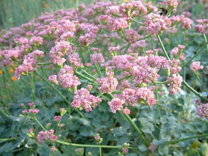 Eriogonum grande v. rubescens