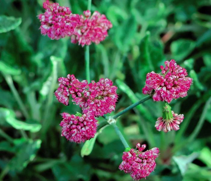 Plant photo of: Eriogonum grande v. rubescens