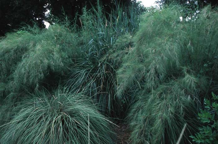 Muhlenbergia dumosa