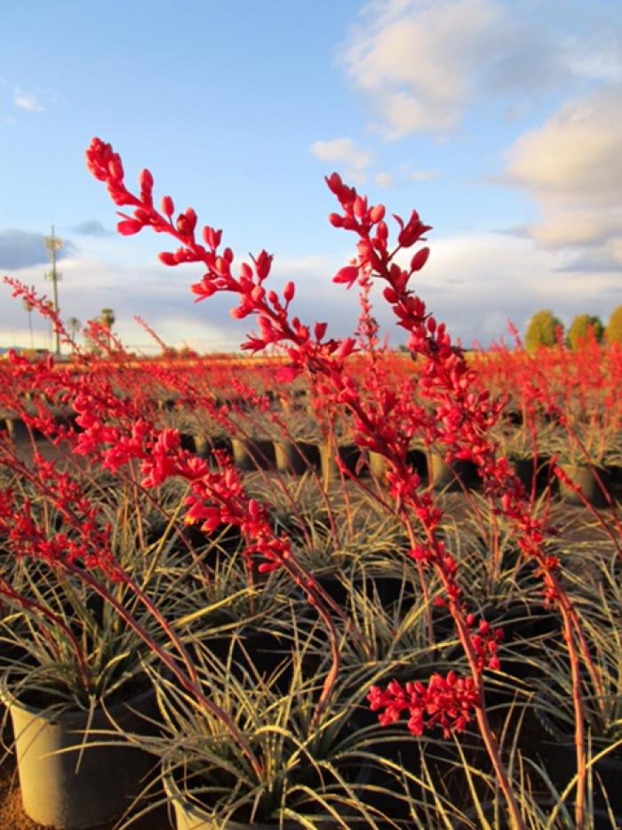 Plant photo of: Hesperaloe p. â€˜Perpaâ€™ BrakelightÂ®