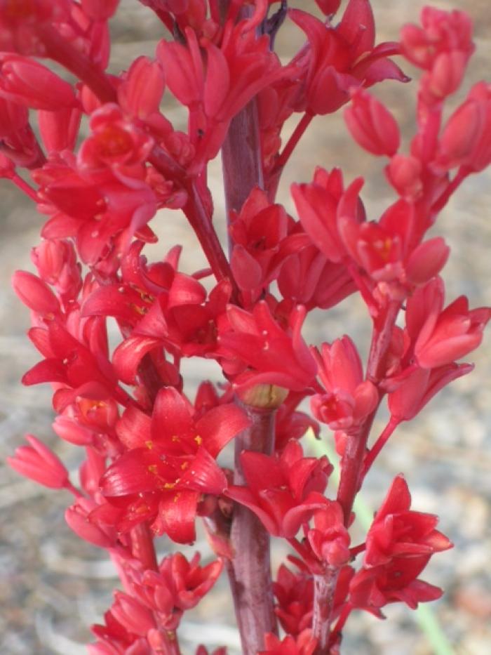 Plant photo of: Hesperaloe p. â€˜Perpaâ€™ BrakelightÂ®