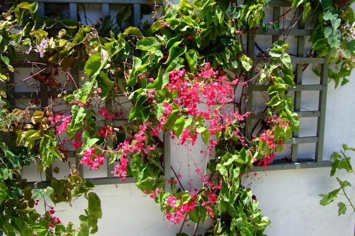 Plant photo of: Antigonon leptopus