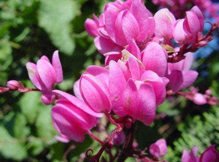 Plant photo of: Antigonon leptopus