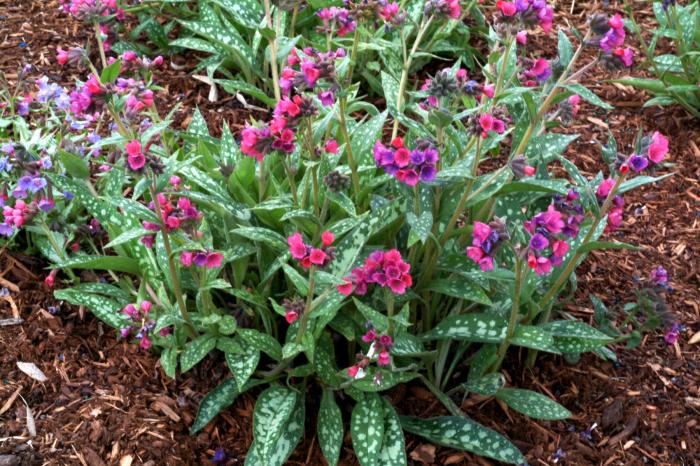 Pulmonaria 'Raspberry Splash'