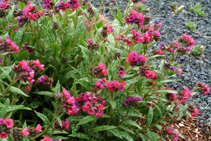 Plant photo of: Pulmonaria 'Raspberry Splash'
