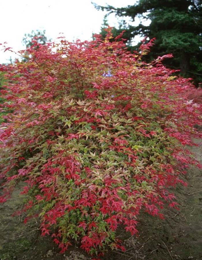 Japanese Maple