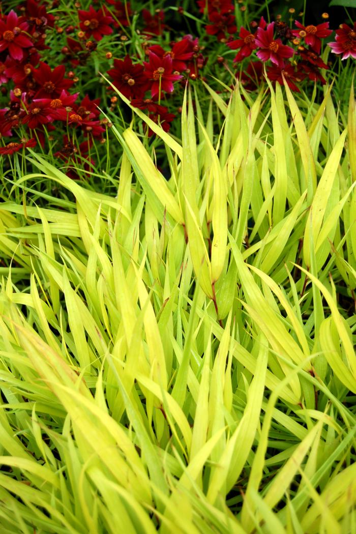 Plant photo of: Hakonechloa macra 'All Gold'