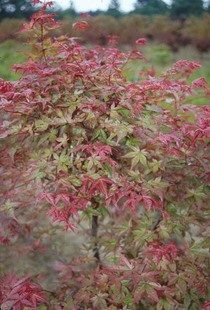 Japanese Maple