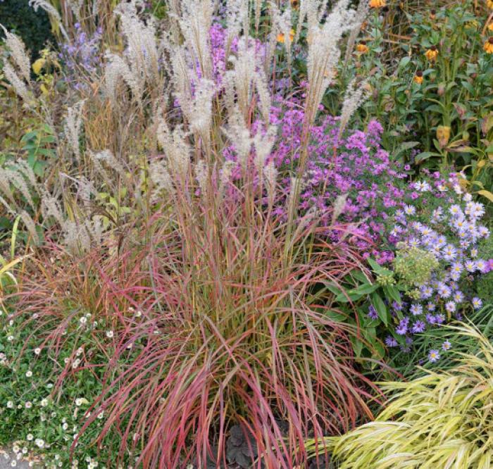 Plant photo of: Miscanthus sinensis 'Little Miss'