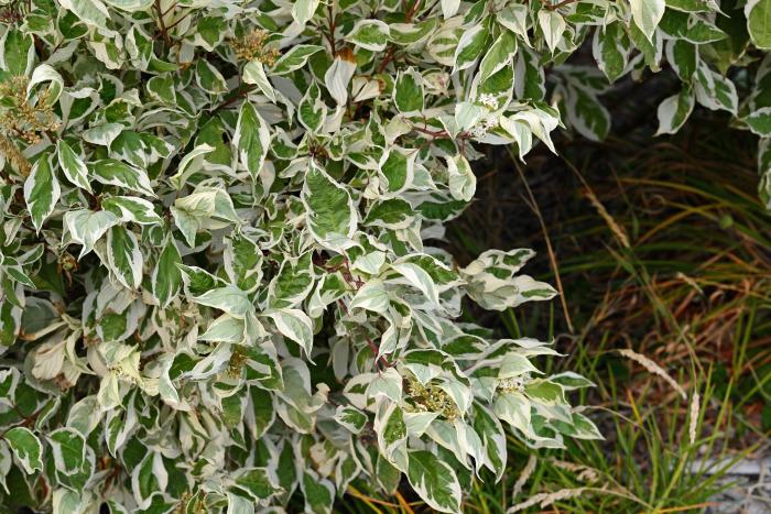 Euonymus fortunei 'Emerald Gaiety'