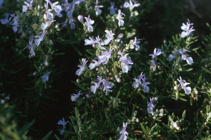 Plant photo of: Rosmarinus off. 'Huntington Carpet'