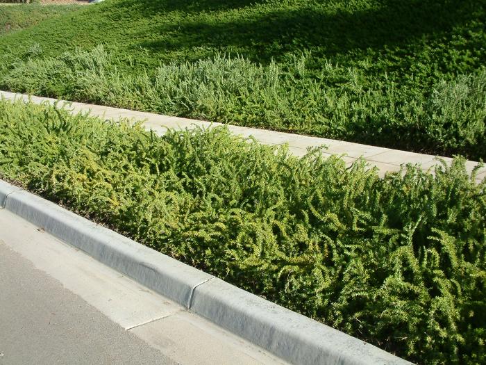 Plant photo of: Rosmarinus off. 'Huntington Carpet'