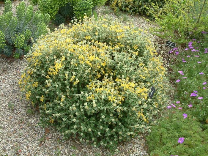 Plant photo of: Phlomis lanata