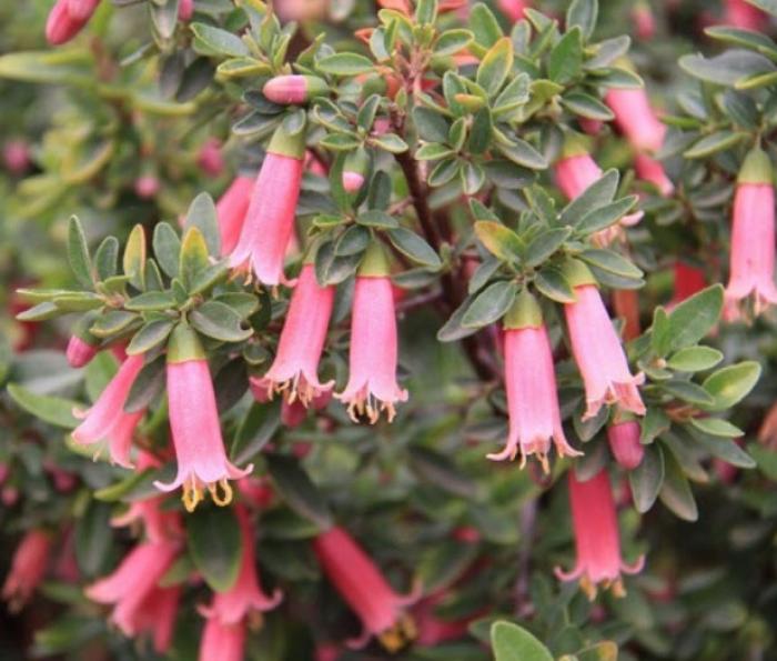 Plant photo of: Correa 'Dusky Bells'