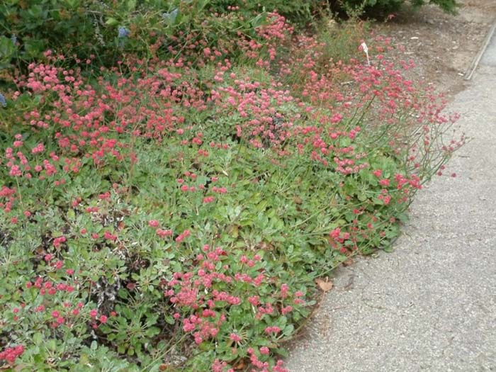 Eriogonum grande rubescens