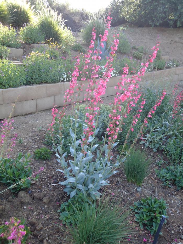 Plant photo of: Penstemon superbus