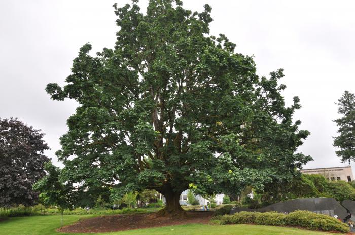 Big-Leaf Maple, Oregon or Canyon Ma