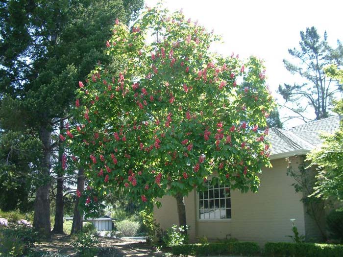 Plant photo of: Aesculus X carnea 'Fort McNair'