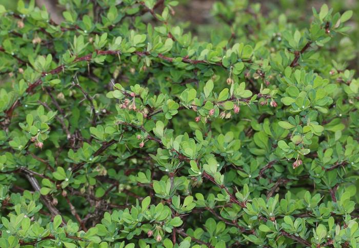 Plant photo of: Berberis thunbergii