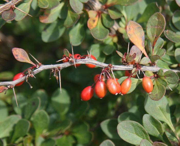 Plant photo of: Berberis thunbergii