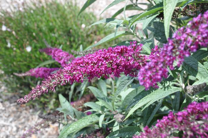 Plant photo of: Buddleja davidii