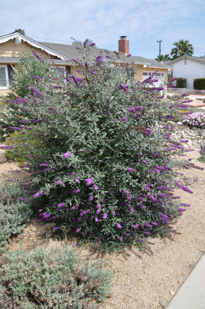 Plant photo of: Buddleja davidii