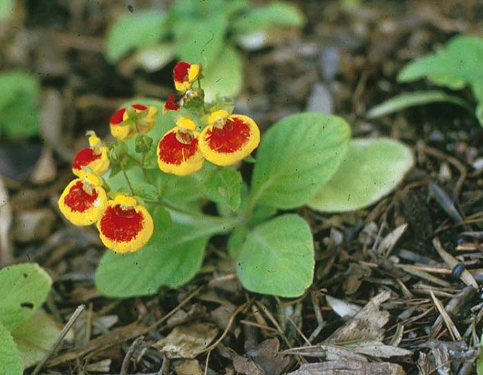 Calceolaria Herbeohybrida Group