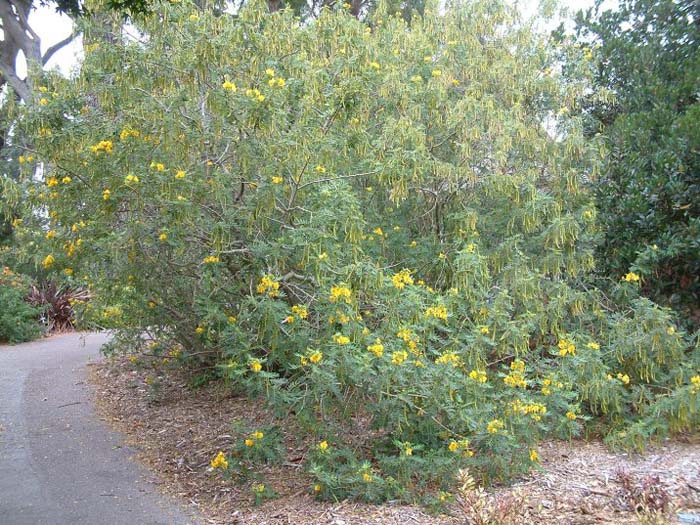 Plant photo of: Senna artemisiodes