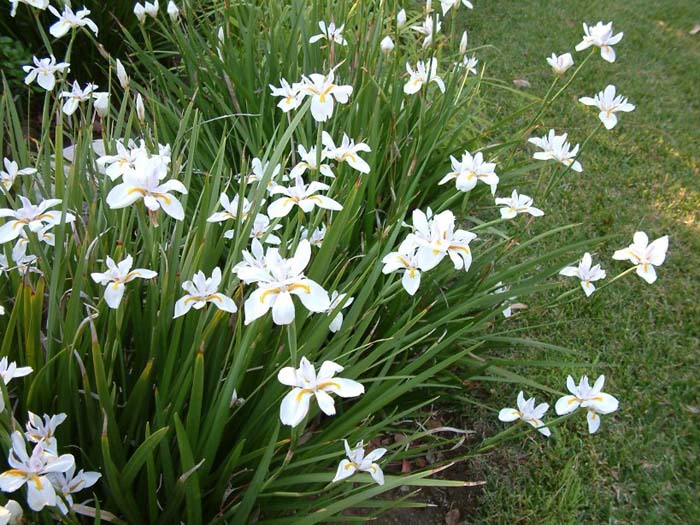 Plant photo of: Dietes grandiflora