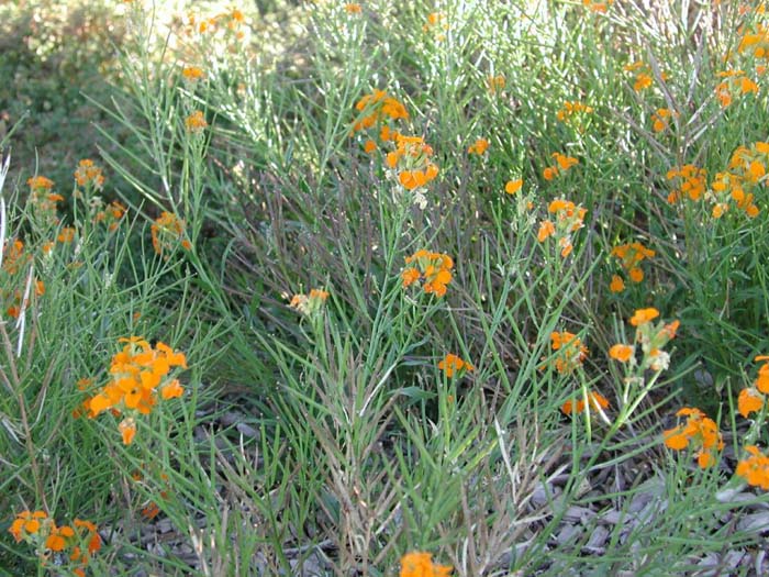 Plant photo of: Erysimum hieraciilfolium