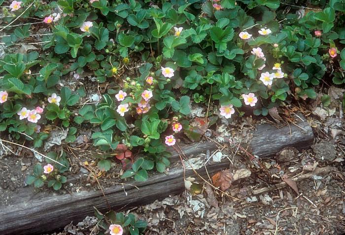 Pink Panda Ornamental Strawberry