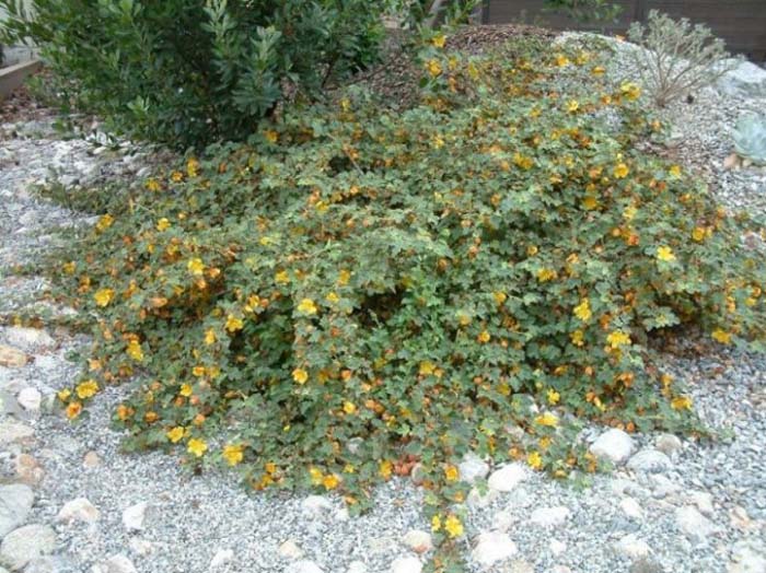 Plant photo of: Fremontodendron californicum ssp. decumb