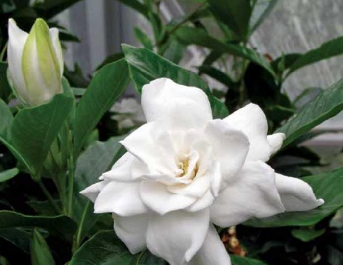 Gardenia, Cape-Jasmine